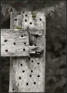 more-nail-with-holes-in-fence